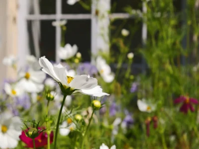 garden window